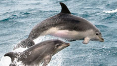 dolphins
