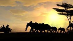 knysna elephants