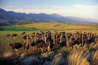 ostrich