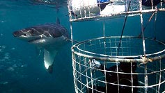 shark cage diving 