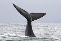 whale